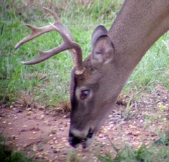 deer5