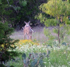 deer50
