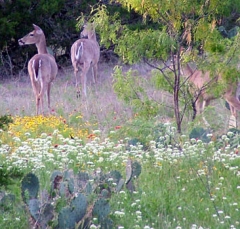 deer51