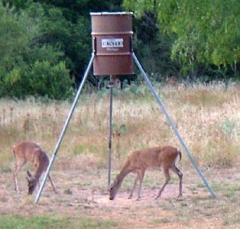 deer52