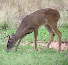 deer6