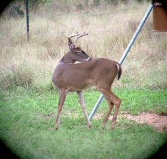 deer7