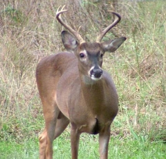 deer8