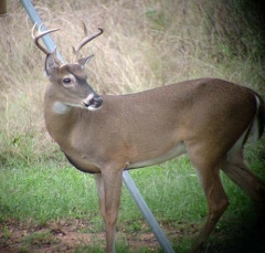 deer9