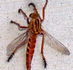 unknown1