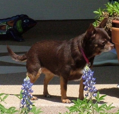 DSCF5316dog21