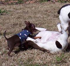 dog1