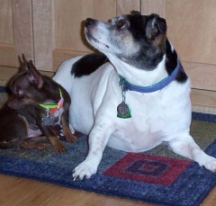 dog10