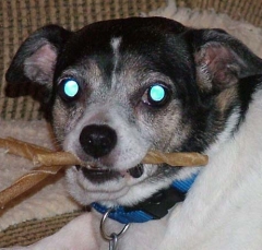 dog11