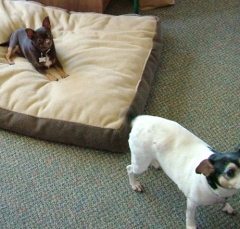 dog12