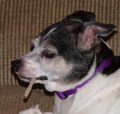 dog13