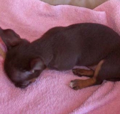 dog14