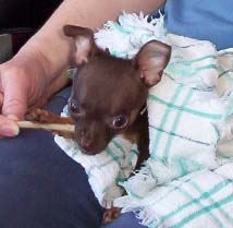 dog15