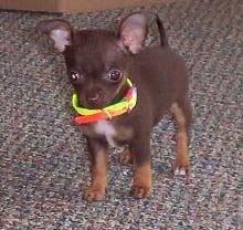 dog16