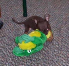 dog17