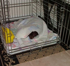 dog18