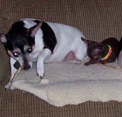 dog3