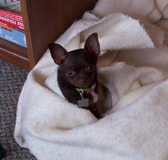 dog4