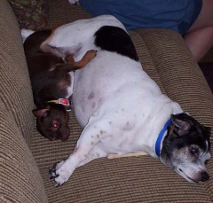 dog5