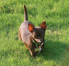 dog6