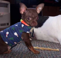 dog7