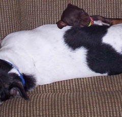 dog8