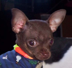 dog9