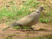 DSCF5118dove_9