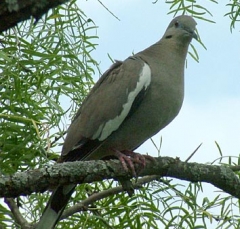 DSCF5363dove10