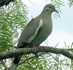 DSCF5365dove11