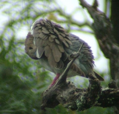 dove3