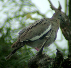 dove4