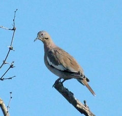 dove6