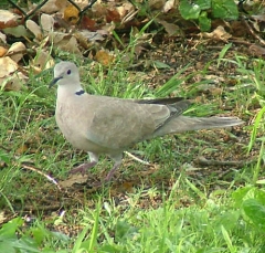 dove7