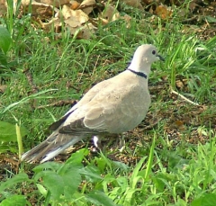 dove8