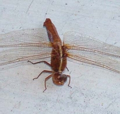 dragonfly1