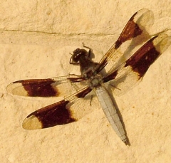 dragonfly2