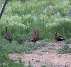blackbellied-whistling-duck3025