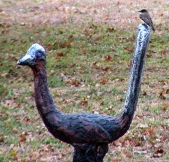 DSCF5242eastern_phoebe