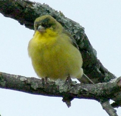 DSCF5302finch19