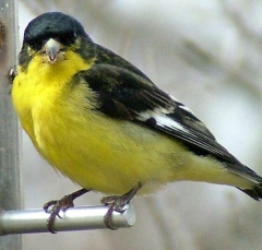 DSCF5303finch20