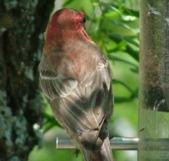 finch10