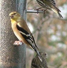 finch11