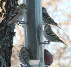 finch12_lg
