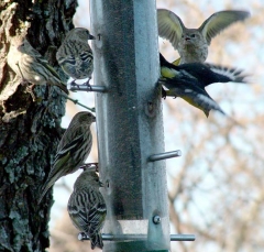 finch13_lg