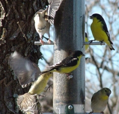 finch14_lg