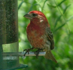 finch15_lg