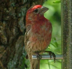finch16