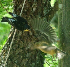finch17