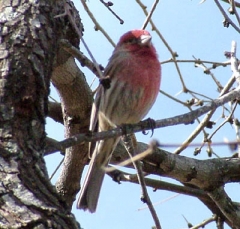 finch18